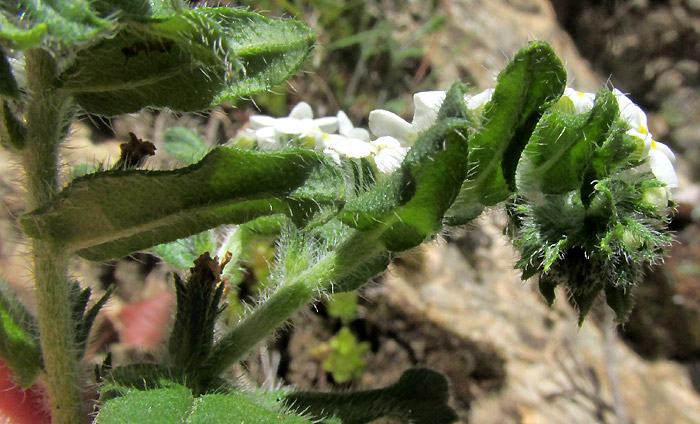 EUPLOCA FOLIOSISSIMA, inflorescence branch from the side