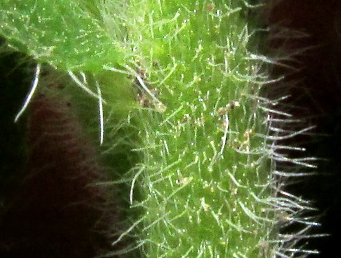 EUPLOCA FOLIOSISSIMA, hair close-up