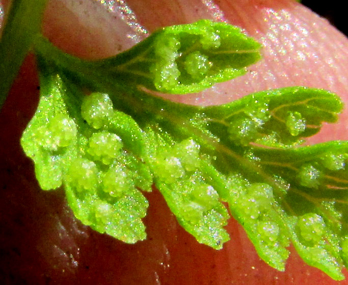 Fragile Fern, CYSTOPTERIS FRAGILIS, sori with intact indusia