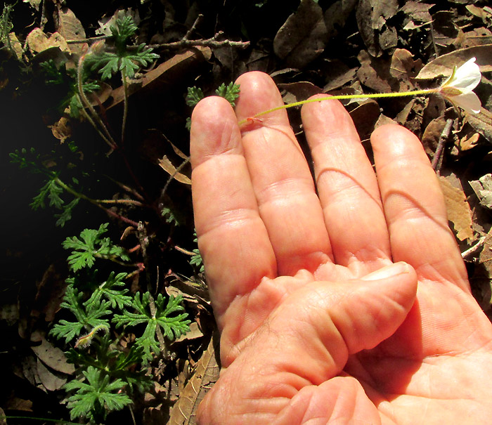 GERANIUM BELLUM, in habitat