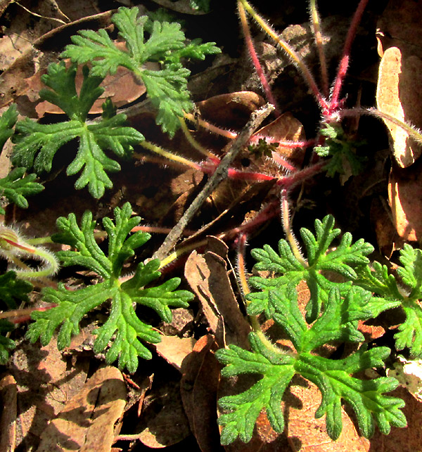 GERANIUM BELLUM, leaves close-up