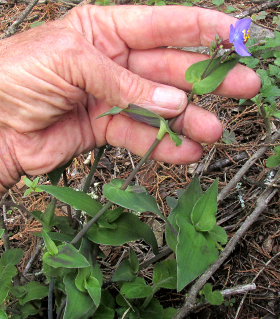 GIBASIS PULCHELLA, flowering plant in habitat