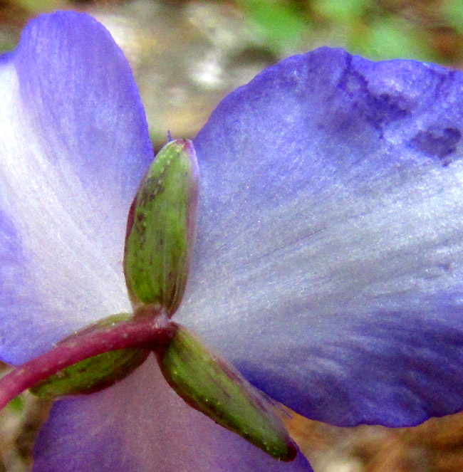 GIBASIS PULCHELLA, sepals close-up