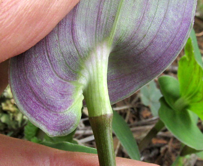 GIBASIS PULCHELLA, amplexicaul leaf base, bottom view