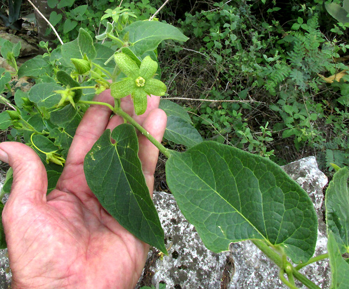 GONOLOBUS CHLORANTHUS, flowering vine in habitat