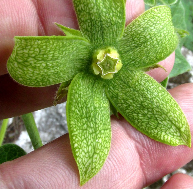 GONOLOBUS CHLORANTHUS, flower close-up