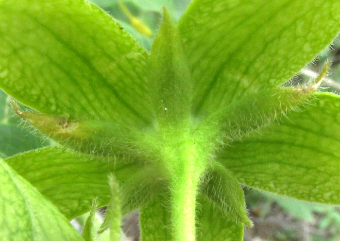 GONOLOBUS CHLORANTHUS, hairy sepals