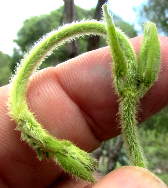 GONOLOBUS CHLORANTHUS, hairy stems