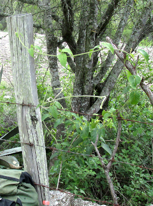 GONOLOBUS CHLORANTHUS, vine on barbed wire fence