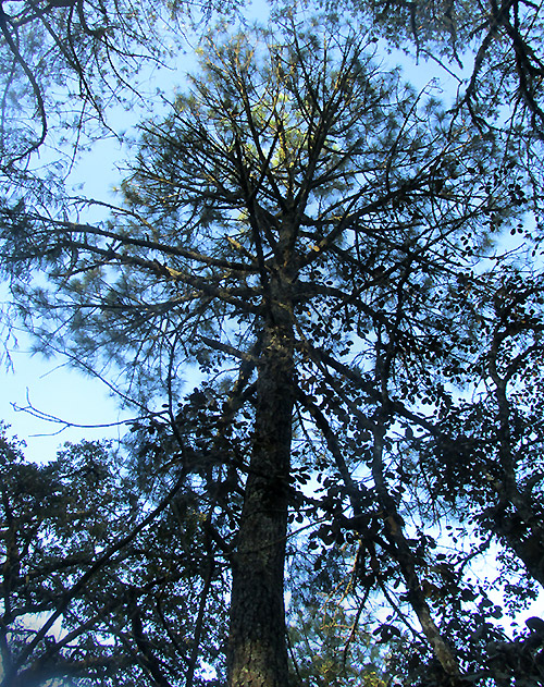 Pinus hartwegii, tree in habitat