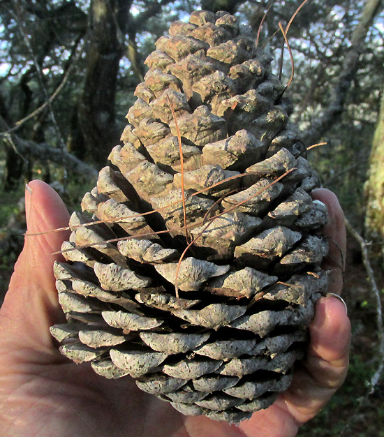 Pinus hartwegii, cone