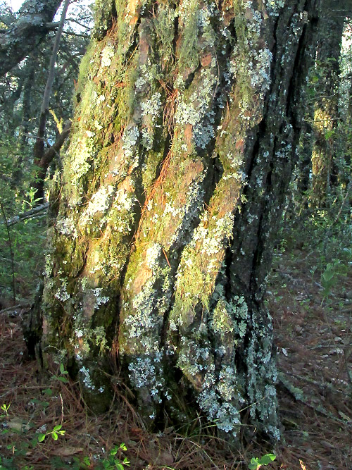 Pinus hartwegii, bark