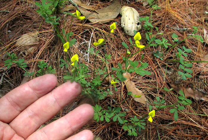 HOSACKIA REPENS, flowering plant in habitat