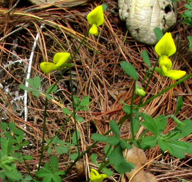 HOSACKIA REPENS, single flowers on erect peduncles