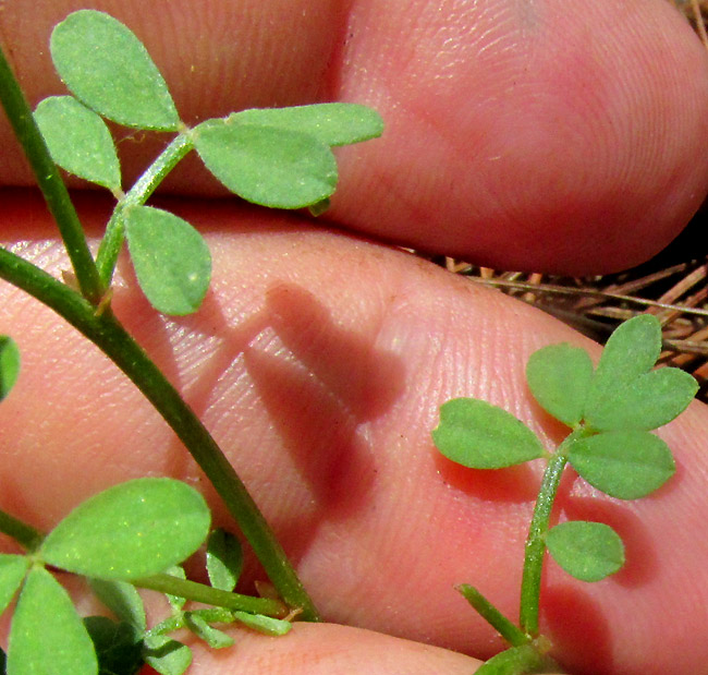 HOSACKIA REPENS, leaves