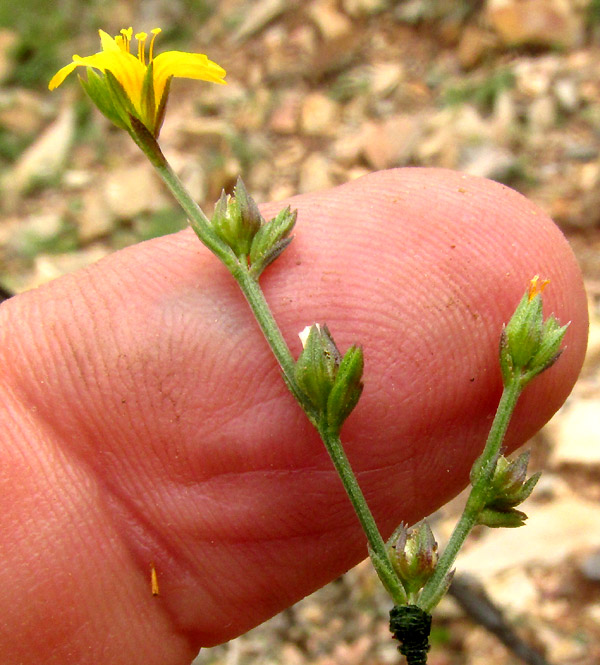 Schiede's Flax, LINUM SCHIEDEANUM, flowers in inflorescence