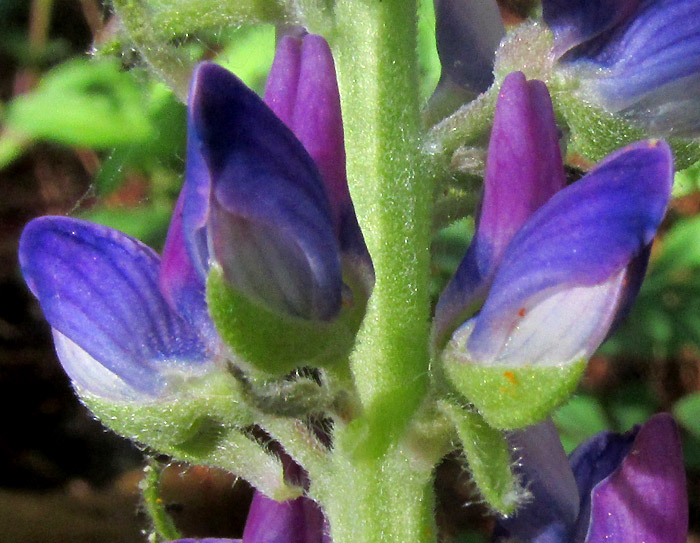 LUPINUS VERSICOLOR SWEET, flowering plant in habitat