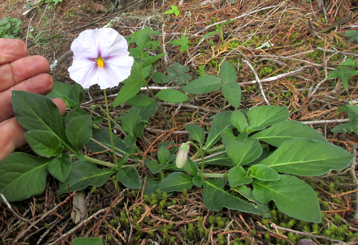 LYCIANTHES PEDUNCULARIS, flowering plant in habitat