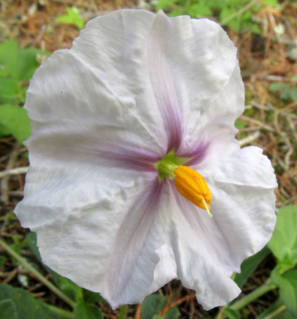 LYCIANTHES PEDUNCULARIS, flower with side view of stamens