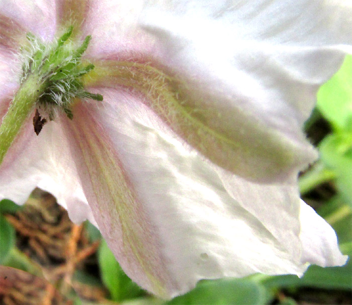 LYCIANTHES PEDUNCULARIS, calyx close-up