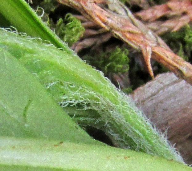 LYCIANTHES PEDUNCULARIS, non-branching hairs