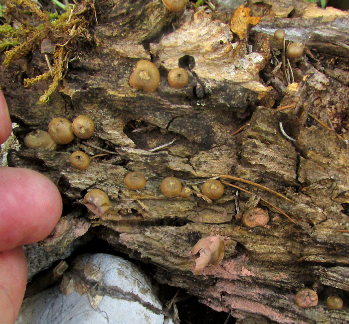 Stump Mushroom, LYCOPERDON PYRIFORME,small ones on dry log
