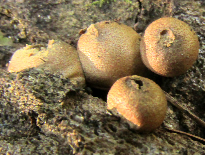 Stump Mushroom, LYCOPERDON PYRIFORME