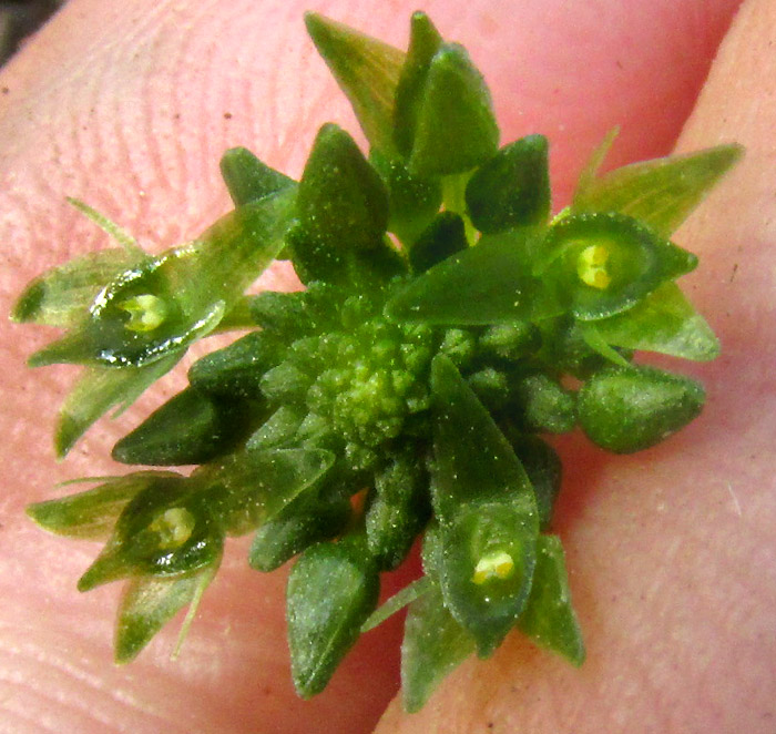 Adder's-mouth, MALAXIS BRACHYSTACHYS, flat inflorescence from above