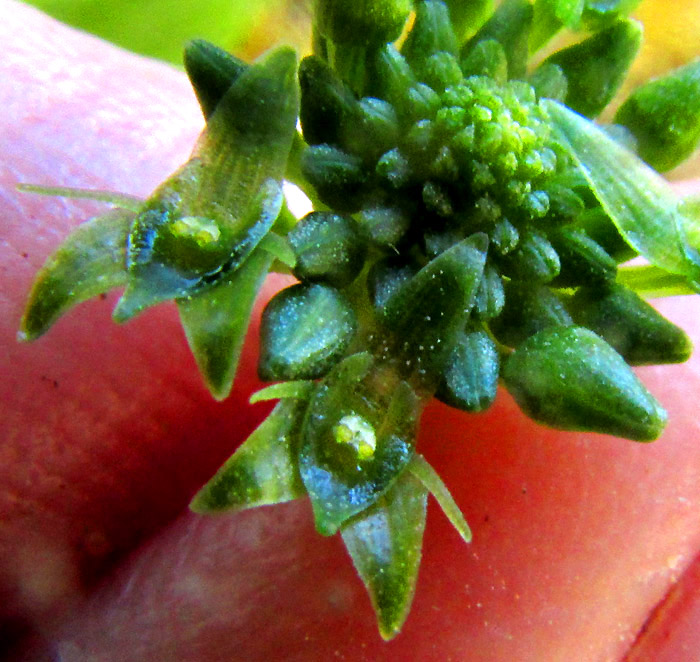 Adder's-mouth, MALAXIS BRACHYSTACHYS, flowers close up