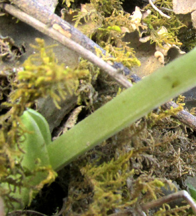 Adder's-mouth, MALAXIS BRACHYSTACHYS, flowers close up