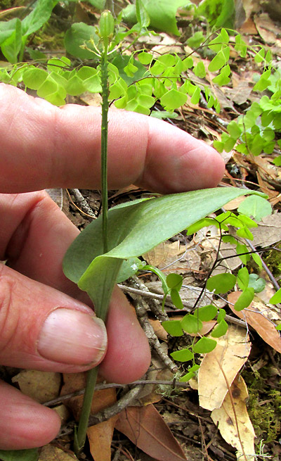 Adder's-mouth, MALAXIS BRACHYSTACHYS, plant with capsule