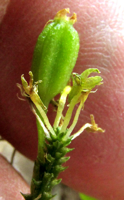 Adder's-mouth, MALAXIS BRACHYSTACHYS, plant with capsule