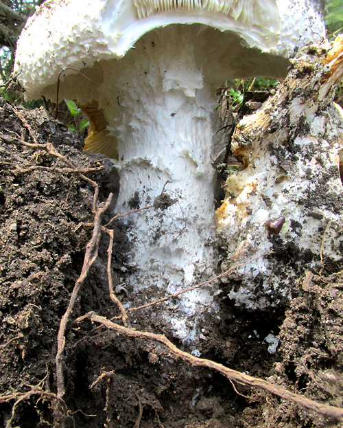 Mesoamerican Matsutake, TRICHOLOMA MESOAMERICANUM, in habitat