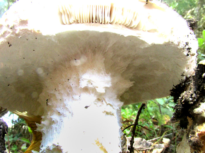 Mesoamerican Matsutake, TRICHOLOMA MESOAMERICANUM, cortina of partial veil