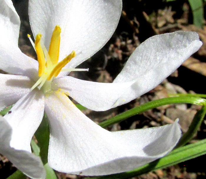 Pleatleaf, NEMASTYLIS TENUIS, flower showing stamens and branched styles