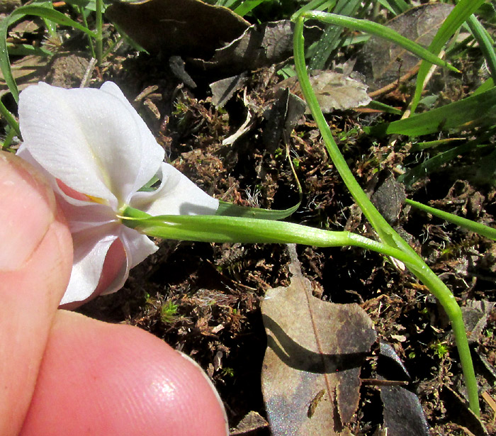 Pleatleaf, NEMASTYLIS TENUIS, flower's ovary and bracts