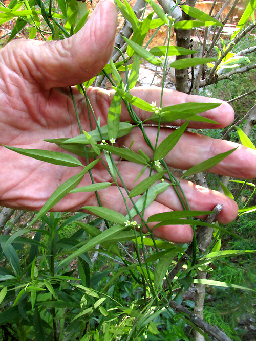 ORTHOSIA ANGUSTIFOLIA, vine in habitat