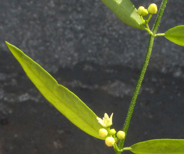 ORTHOSIA ANGUSTIFOLIA, leaves & flowers closer up