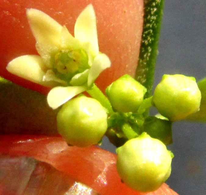 ORTHOSIA ANGUSTIFOLIA, flower viewed from above