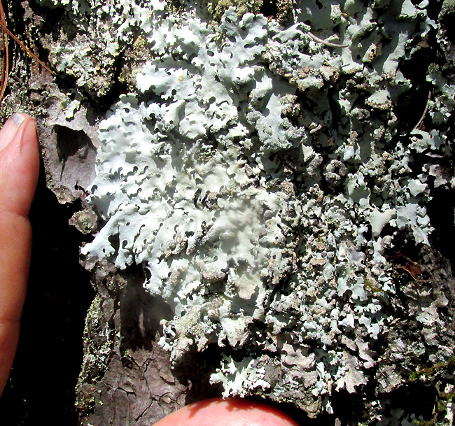 PARMOTREMA RETICULATUM, colony in habitat