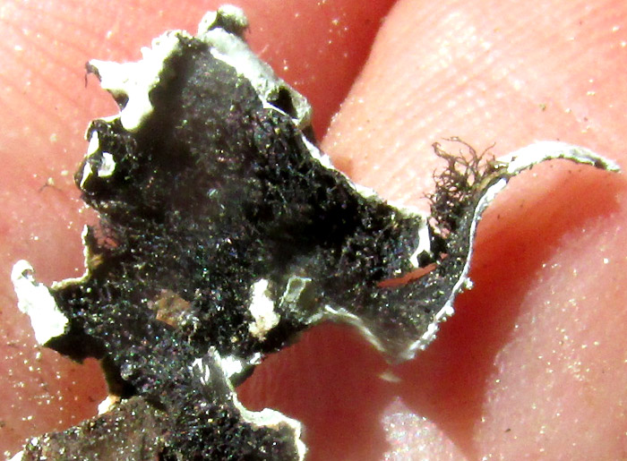 PARMOTREMA RETICULATUM, rhizoids and black thallus undersurface