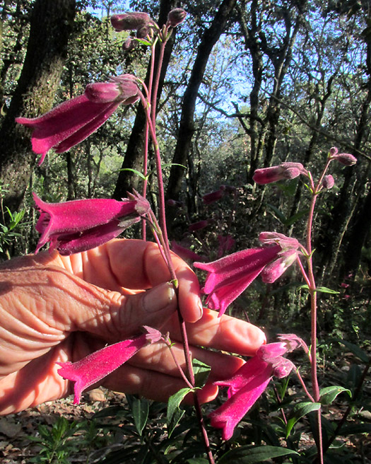 Hartweg's Beardtongue, PENSTEMON HARTWEGII, inflorescence