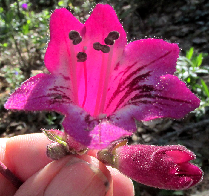 Hartweg's Beardtongue, PENSTEMON HARTWEGII, flower from front, stamens, glandular hairs