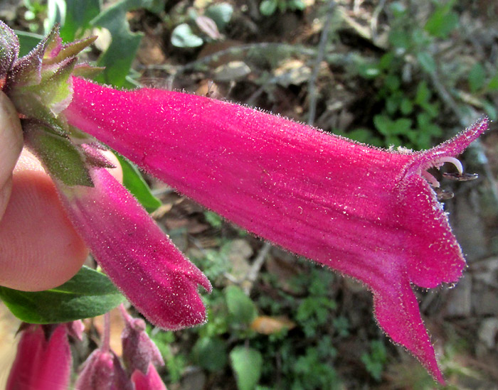 Hartweg's Beardtongue, PENSTEMON HARTWEGII, colla from side, glandular-hairy