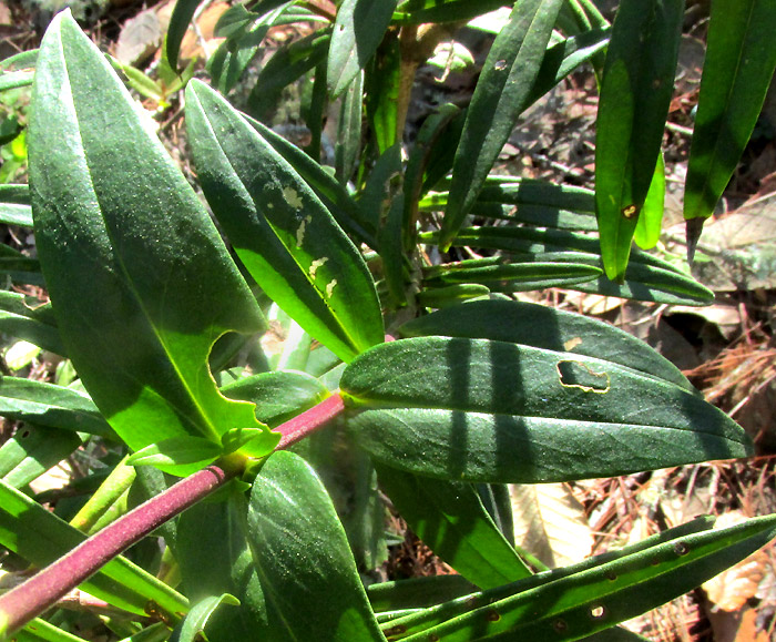 Hartweg's Beardtongue, PENSTEMON HARTWEGII, leaves