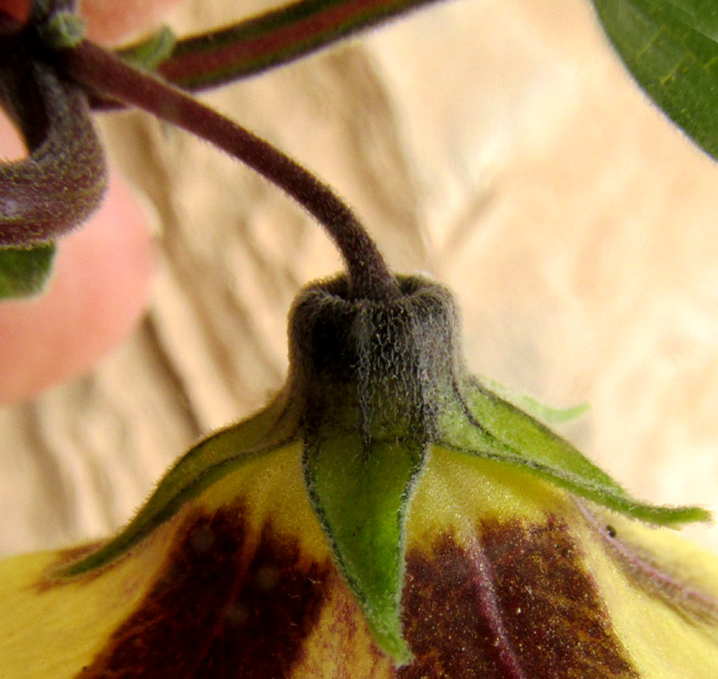 PHYSALIS ORIZABAE, calyx