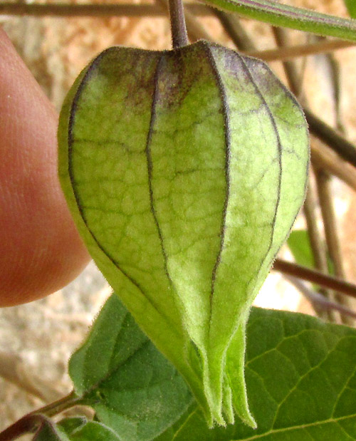 PHYSALIS ORIZABAE, calyx surrounding immature fruit