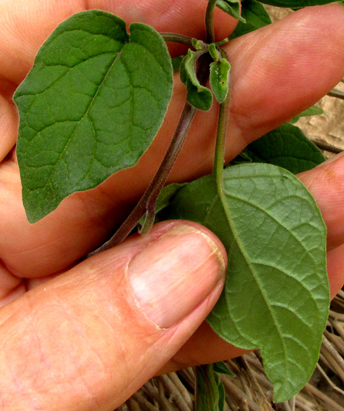 PHYSALIS ORIZABAE, leaves