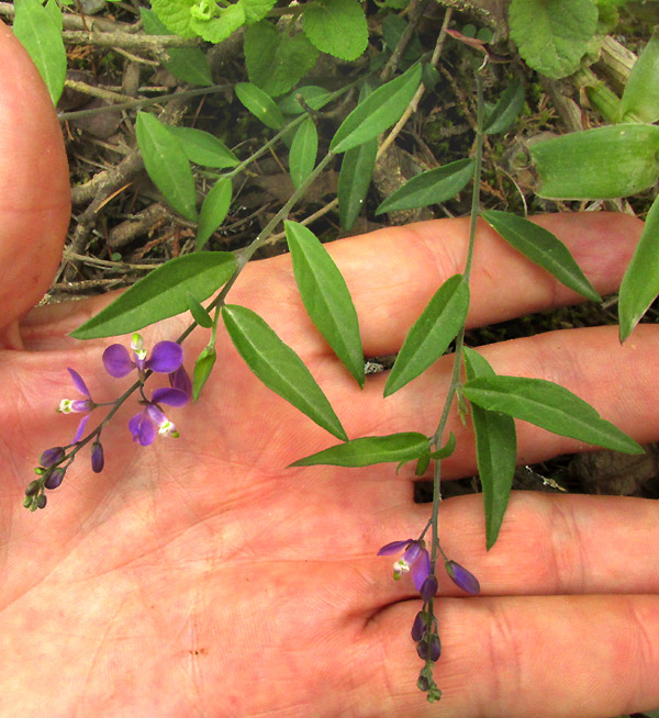 POLYGALA COMPACTA, flowering plant in habitat