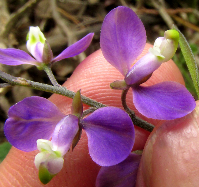 POLYGALA COMPACTA, flowers close up